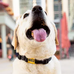 Slide On Gold Dog Tag